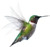 Colibri Wellness Colibri Wellness. Колибри является тотемом активной жизненной энергии, крепкого здоровья и благополучия
