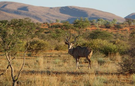 Заповедник Tswalu Kalahari, антилопа