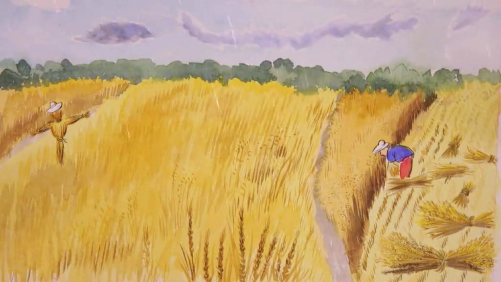 Хлебные Колоски. Пшеничное поле, сбор урожая.